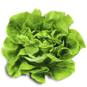 Lechuga Española Unidad