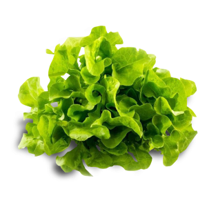 Lechuga Hidropónica Unidad