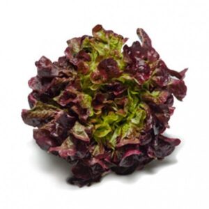 Lechuga Francesa Unidad