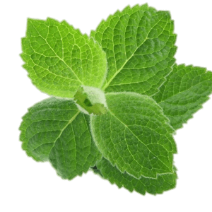 Menta Bandeja